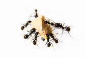 Mieren hebben wat lekkers gevonden